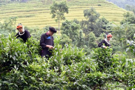 du-lich-ha-giang-thang-4-9