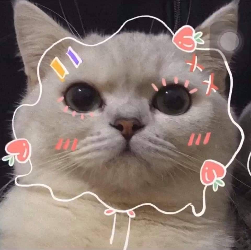 Avatar mèo cute khóc