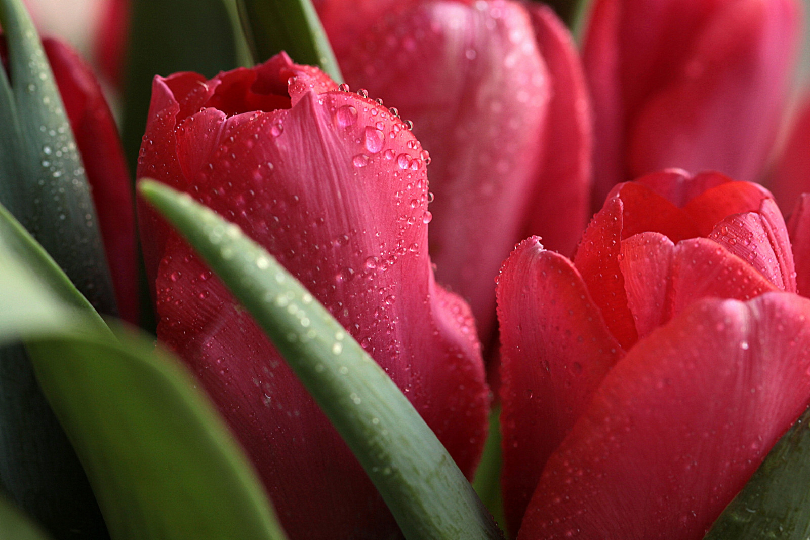 Hình nền hoa tulip đơn giản