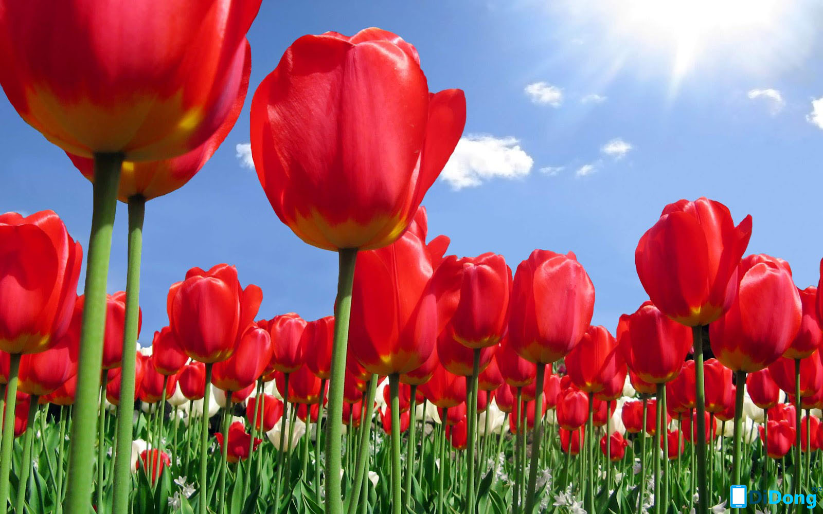Tổng hợp với hơn 88 hình nền máy tính hoa tulip mới nhất ...
