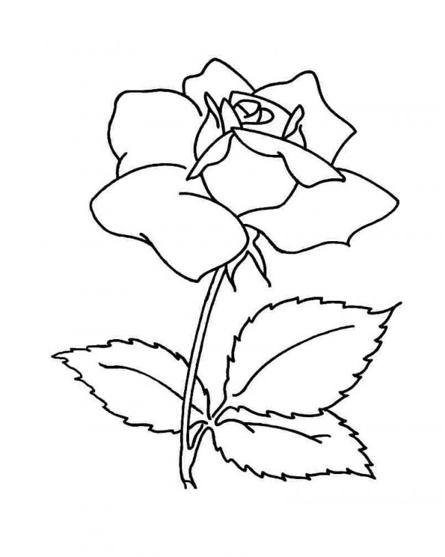 Hình vẽ bông hoa hồng