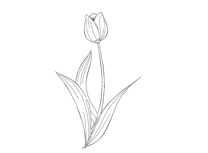Khéo tay vẽ hoa sen bung nở với 3 cách  Sáng tạo  Việt Giải Trí