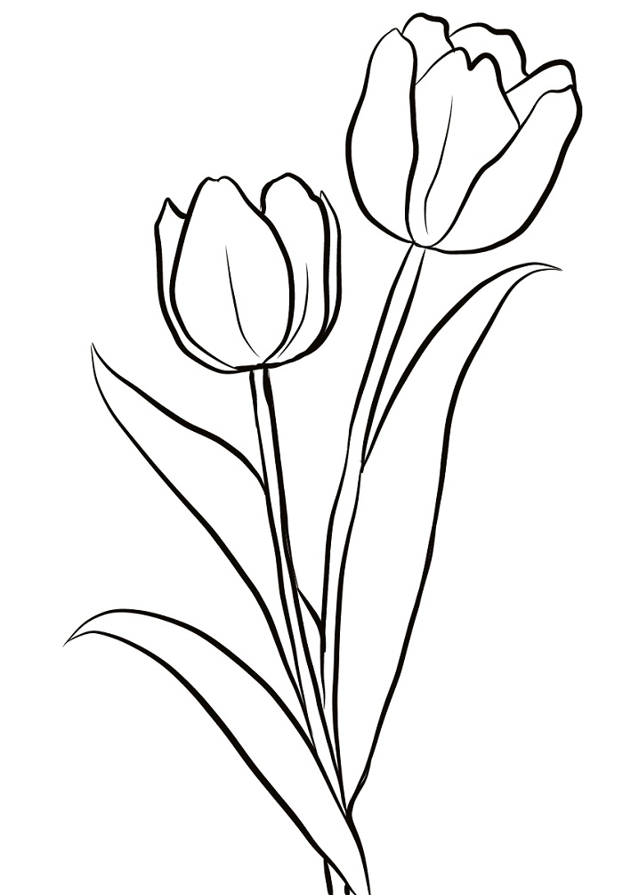 Hình vẽ hoa tulip
