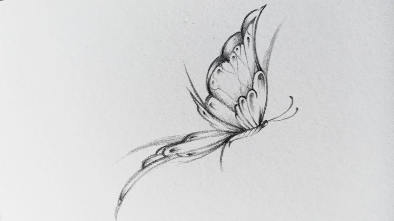 Hình vẽ bướm đơn giản