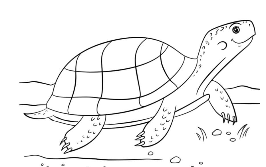 Hình vẽ con bọ rùa