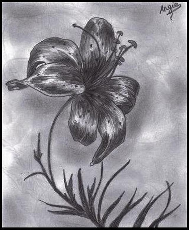 Hình vẽ hoa cúc đơn giản