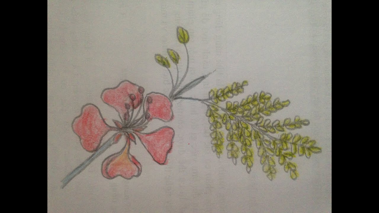 Hình vẽ hoa phượng