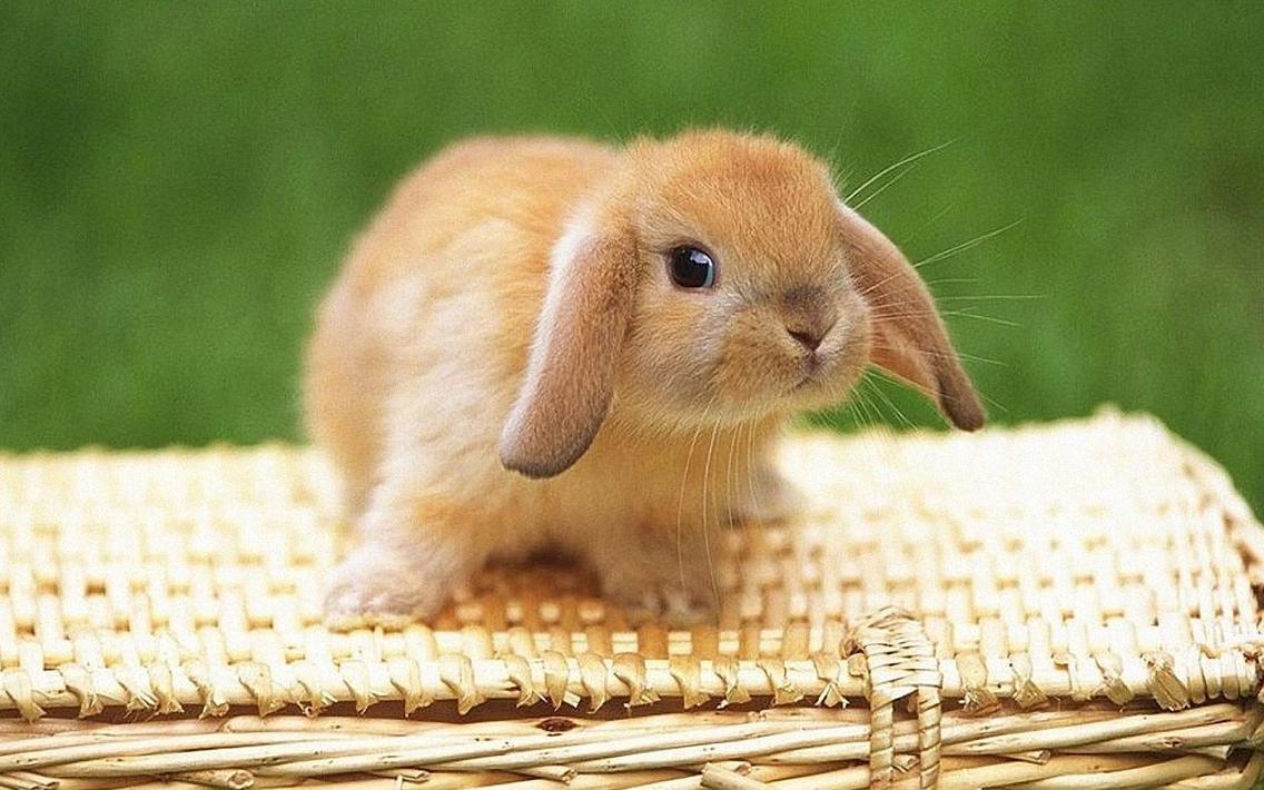 Ảnh thỏ cute gặm đầu