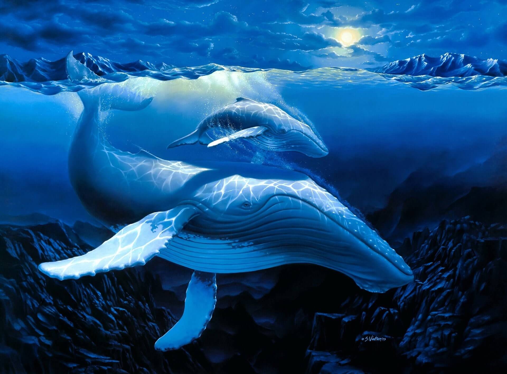 Hình vẽ cá voi