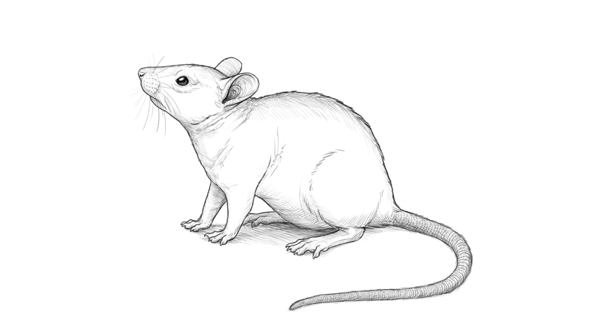 Tranh vẽ con chuột