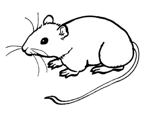 Hình vẽ con chuột đơn giản