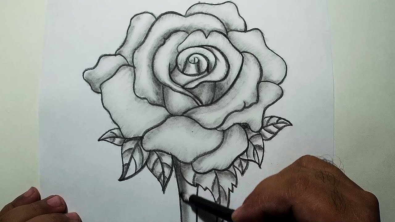 Hình vẽ hoa hồng xanh