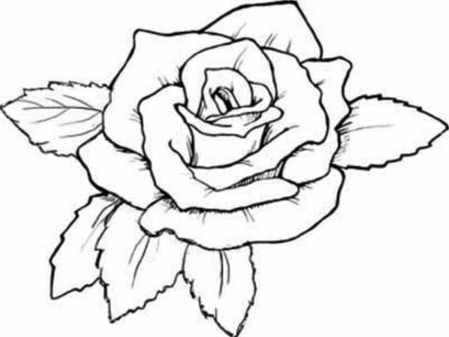 Hình vẽ hoa hồng tím