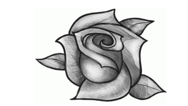Hình vẽ hoa hồng đẹp nhất