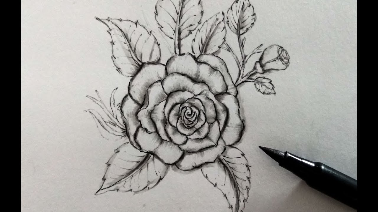 Hình vẽ hoa hồng nhung