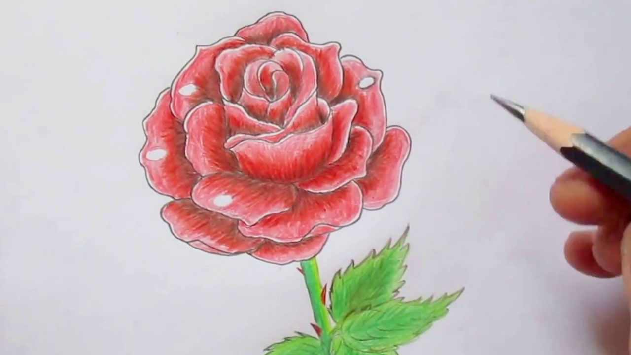 Hình vẽ hoa hồng xanh