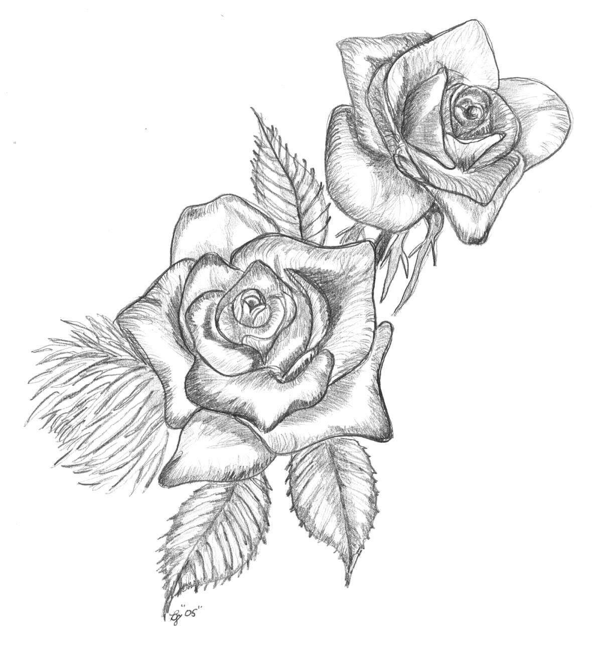 Hình vẽ hoa hồng leo